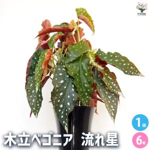 木立ベゴニア 流れ星 観葉植物 6号/1個売り ...の商品画像
