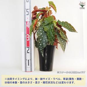 木立ベゴニア 流れ星 観葉植物 6号/1個売り...の詳細画像1