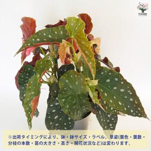 木立ベゴニア 流れ星 観葉植物 6号/1個売り...の詳細画像2
