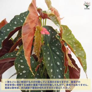 木立ベゴニア 流れ星 観葉植物 6号/1個売り...の詳細画像3