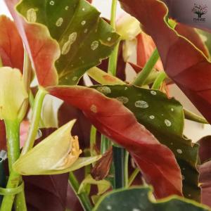 木立ベゴニア 流れ星 観葉植物 6号/1個売り...の詳細画像5