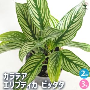 観葉植物 レア品種 ドラセナ レッド コンパクタ KONTON陶器鉢入