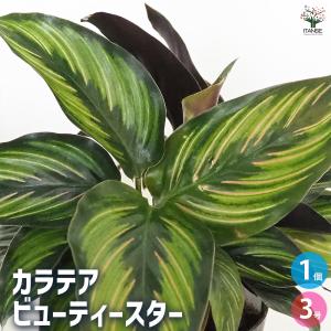 おしゃれ 観葉植物：アロカシア サリアン*5号 プラポット : 遊恵盆栽