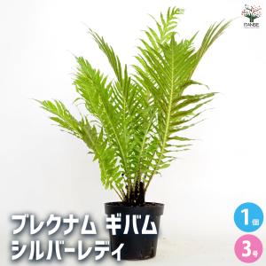 観葉植物：モンステラ エスケレート*5号 吊り鉢 Monstera esqueleto