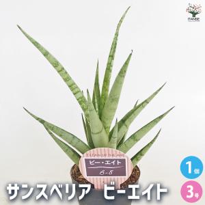 サンスベリア ビーエイト 観葉植物 3号/1個売り リビング オフィス 事務所 インテリア お祝い 新築祝い 引越し祝い 結婚祝い 新生活