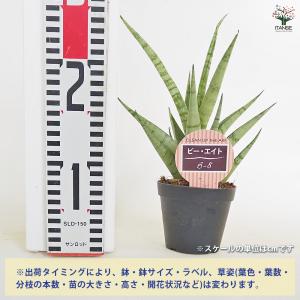 サンスベリア ビーエイト 観葉植物 3号/1個...の詳細画像1
