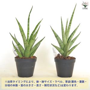 サンスベリア ビーエイト 観葉植物 3号/1個...の詳細画像2