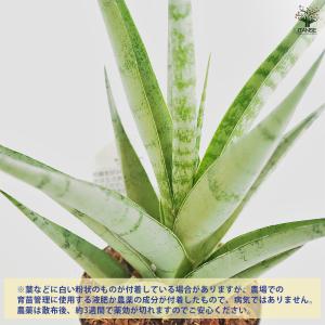 サンスベリア ビーエイト 観葉植物 3号/1個...の詳細画像3