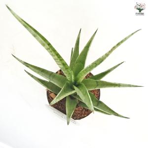 サンスベリア ビーエイト 観葉植物 3号/1個...の詳細画像5
