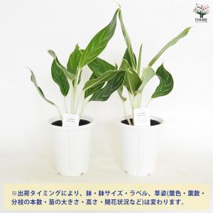 アグラオネマ ホワイトステム 観葉植物 4号/...の詳細画像2
