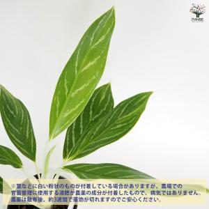 アグラオネマ ホワイトステム 観葉植物 4号/...の詳細画像3