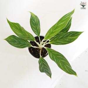 アグラオネマ ホワイトステム 観葉植物 4号/...の詳細画像5
