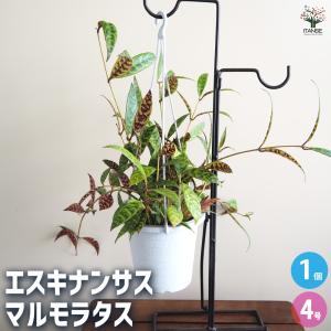 ドラセナコンパクタ⭐️リビングサイズ⭐️観葉植物 ドラセナコンパクタ 10号サイズ | HITOTOKI by MAKIMO PLANT