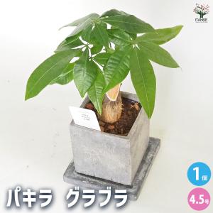 おしゃれ 観葉植物 ドラセナ コンシンネ 龍*陶器鉢 大型佐川便配送