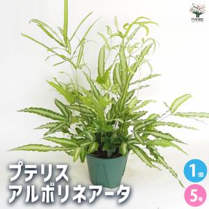 観葉植物：ポリシャス ロベル*7号セラアート鉢 受皿付 バークチップ