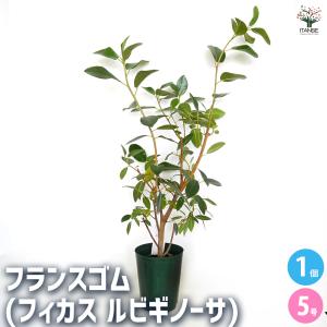 ITANSE ライチの苗木 篤姫 Mサイズ 樹高40cm程度 果樹の苗木 2〜3年生