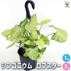 シンゴニューム(シンゴニウム) フレンチマーブル 観葉植物 4号/1個売り