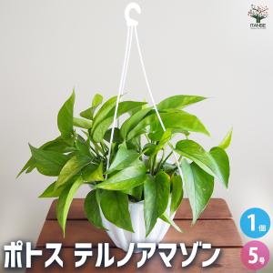 観葉植物：ポトス テルノトラサン*5号 吊り鉢 希少品種 : 遊恵盆栽