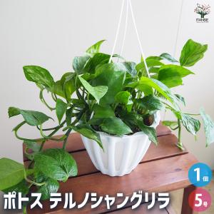 おしゃれ 観葉植物：ポトス テルノシャングリラ*5号 吊り鉢