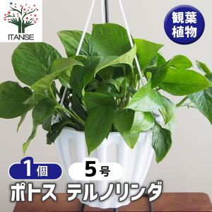観葉植物 サボテン：ディソカクタス アッケルマンニー *吊り鉢 : 遊恵