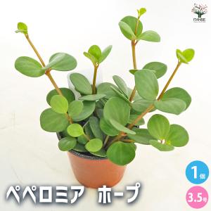 鉢：水昇岩 深鉢* 資材 : 遊恵盆栽 Yahoo!店 - 通販 - Yahoo!ショッピング