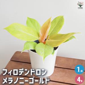 フィロデンドロン メリノニーゴールド 観葉植物 ...の商品画像