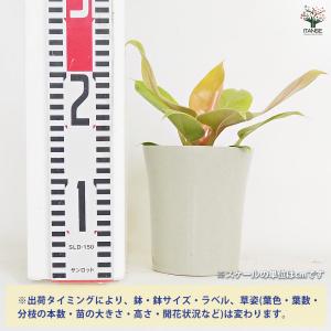 フィロデンドロン メリノニーゴールド 観葉植物...の詳細画像1