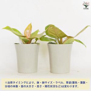 フィロデンドロン メリノニーゴールド 観葉植物...の詳細画像2