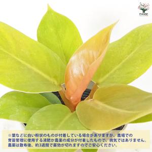 フィロデンドロン メリノニーゴールド 観葉植物...の詳細画像3