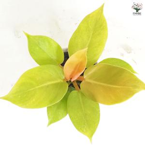 フィロデンドロン メリノニーゴールド 観葉植物...の詳細画像5