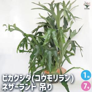 観葉植物：ビカクシダ コウモリラン ネザーランド*7号 吊り鉢 : 遊恵