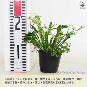 アスプレニウム ニダス バリエガータ 観葉植物...の詳細画像1