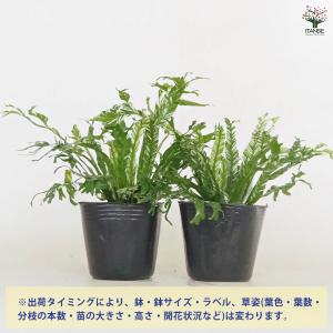 アスプレニウム ニダス バリエガータ 観葉植物...の詳細画像2