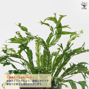 アスプレニウム ニダス バリエガータ 観葉植物...の詳細画像3