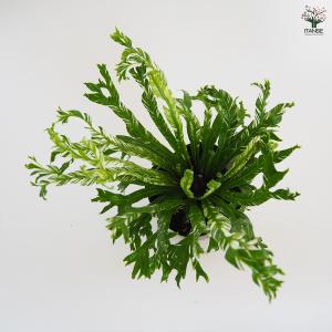 アスプレニウム ニダス バリエガータ 観葉植物...の詳細画像4