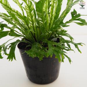 アスプレニウム ニダス バリエガータ 観葉植物...の詳細画像5