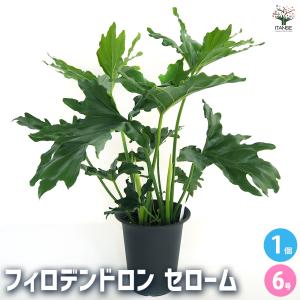 ITANSE 観葉植物 フィロデンドロン・セローム・ホープ 大型 8号