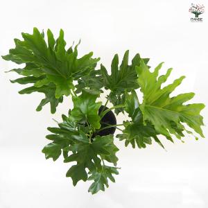 フィロデンドロン セローム 観葉植物 6号/1...の詳細画像5