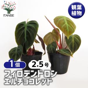 多肉植物 ハンギング リプサリス プニセオディスカス 5号 1鉢 お