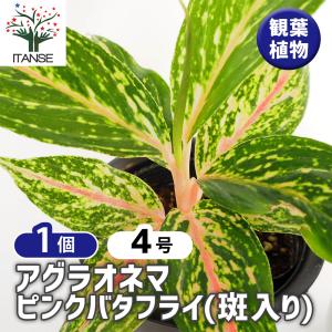 ソテツ 5号鉢 お買い得 誕生日 風水 観葉植物 ギフト 鉢植 インテリア