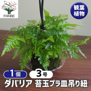 苔玉 ：しのぶ*(吊りスタンド付き)吊り苔玉シノブ夏涼ハンキング和