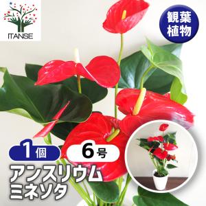 現品】アンスリウム・フーケリー 10号 黒鉢（1） : 花のアリマツ Yahoo