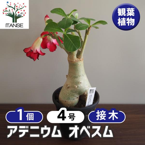 アデニウム オベスム 接木 観葉植物 4号/1個売り リビング オフィス 事務所 インテリア 大型 ...