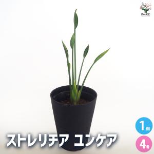 ストレリチア ユンケア 観葉植物 4号/1個売り 観葉 インテリア インテリアグリーン
