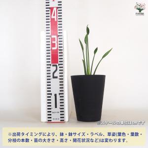 ストレリチア ユンケア 観葉植物 4号/1個売...の詳細画像1