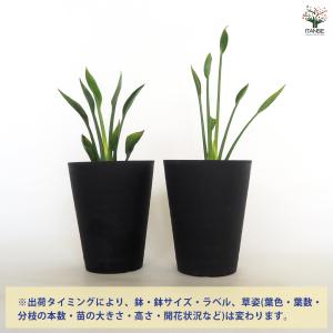ストレリチア ユンケア 観葉植物 4号/1個売...の詳細画像2