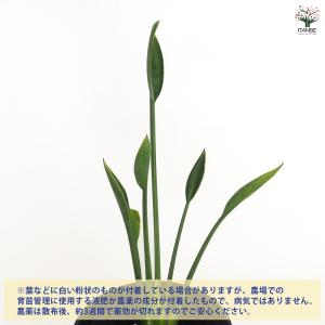 ストレリチア ユンケア 観葉植物 4号/1個売...の詳細画像3