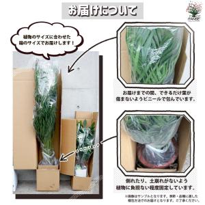 ストレリチア ユンケア 観葉植物 4号/1個売...の詳細画像4