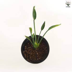 ストレリチア ユンケア 観葉植物 4号/1個売...の詳細画像5