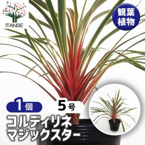 コルジリネ エレクトリックスター 5号ポット 観葉植物 : 金井園芸